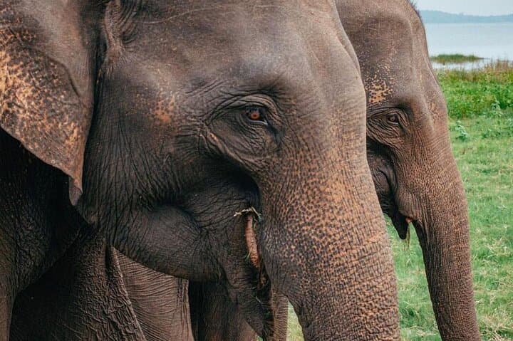 Elephant Safari from Sigiriya: Minneriya, Kaudulla & Hurulu National Park Guide photo 4