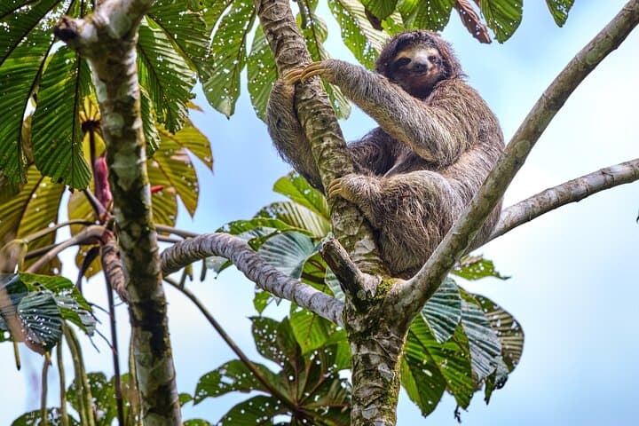 Private Day Trip to Rio Celeste: Waterfall, Sloths & Coffee from Guanacaste photo 4
