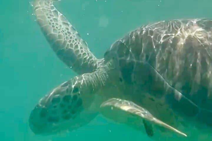 Snorkel with Akumal turtles and private cenotes — full-day from Playa del Carmen photo 2