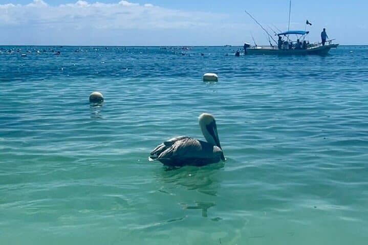Snorkel with Akumal turtles and private cenotes — full-day from Playa del Carmen photo 5