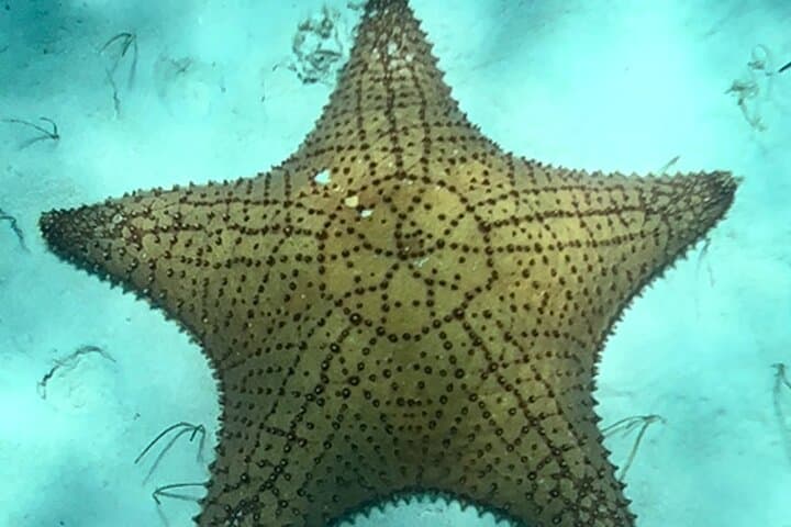 Snorkel with Akumal turtles and private cenotes — full-day from Playa del Carmen photo 6