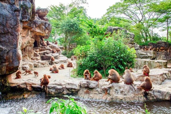 Singapore Zoo Visitor Guide: Wildlife Encounters, Practical Tips & Full-Day Plan photo 5
