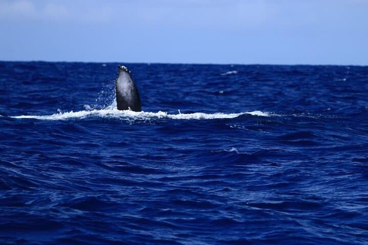 Experience Guaranteed Whale Watching in Kona: Your Ultimate Guide to Humpback Encounters photo 6