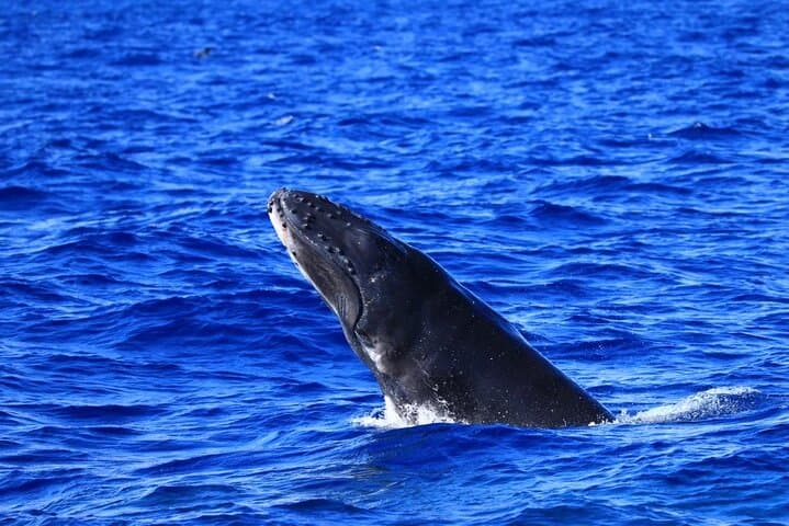 Experience Guaranteed Whale Watching in Kona: Your Ultimate Guide to Humpback Encounters photo 4
