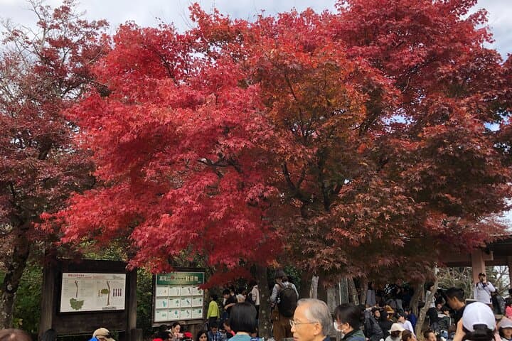 Mt. Takao Guided Hike to Yakuoin and Summit Views photo 3