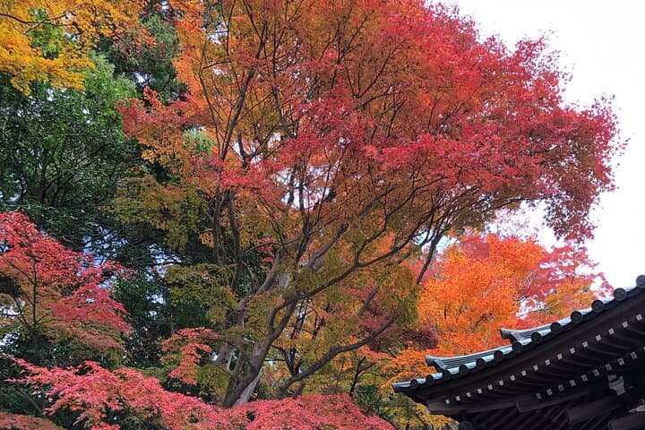 Mt. Takao Guided Hike to Yakuoin and Summit Views photo 4