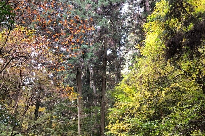 Mt. Takao Guided Hike to Yakuoin and Summit Views photo 5