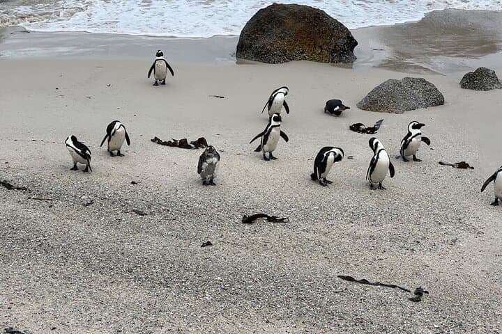 Cape Agulhas Full-Day from Cape Town: Penguins, Wine & The Southernmost Tip photo 4