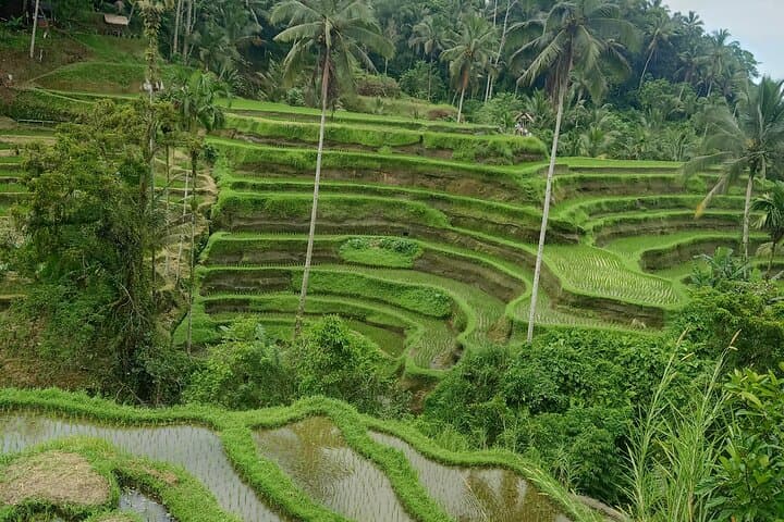 Ubud Day Tour: Monkey Forest, Tirta Empul, Tegalalang Rice Terrace & Waterfall photo 5