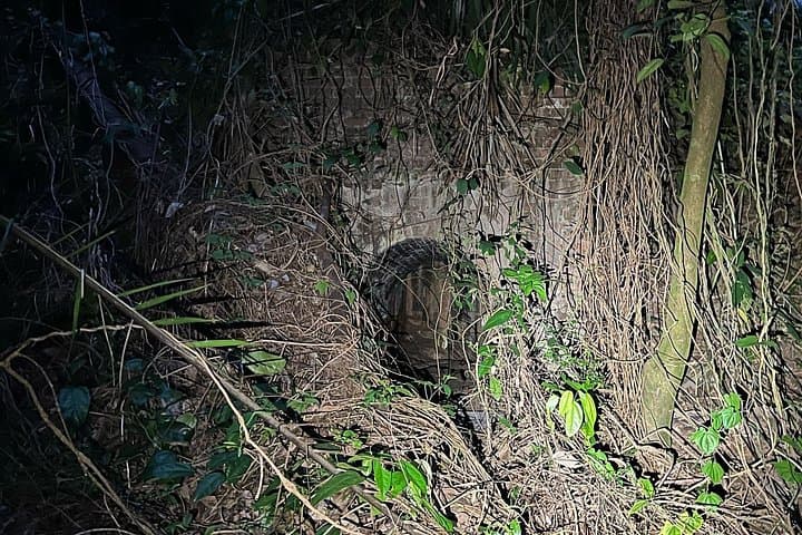 Seah Im Bunker to Henderson Waves: Guided Mount Faber Hike in Singapore photo 2