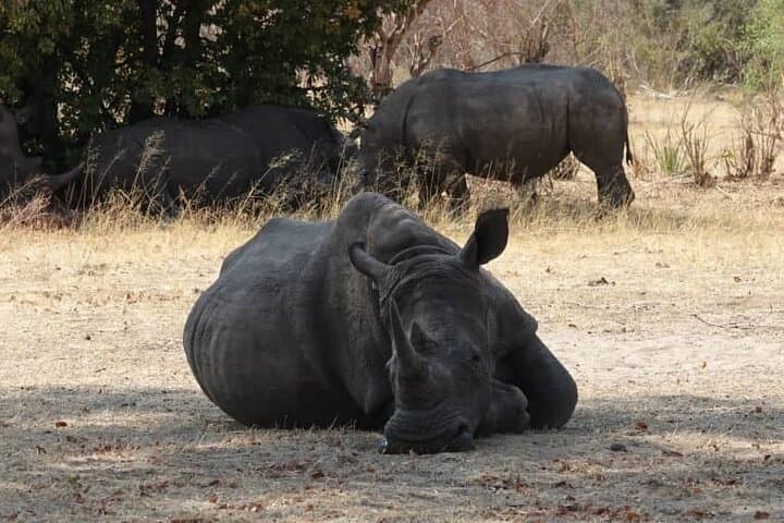 Livingstone White Rhino Safari & Game Drive at Mosi-oa-Tunya photo 2