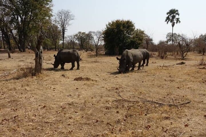 Livingstone White Rhino Safari & Game Drive at Mosi-oa-Tunya photo 3