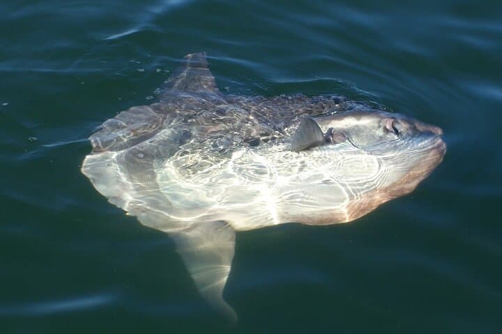 Walvis Bay Marine Dune Day: Catamaran Cruise & Sandwich Harbor Dune Drive photo 3