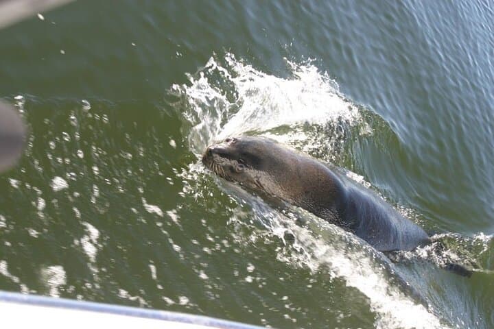Walvis Bay Marine Dune Day: Catamaran Cruise & Sandwich Harbor Dune Drive photo 4