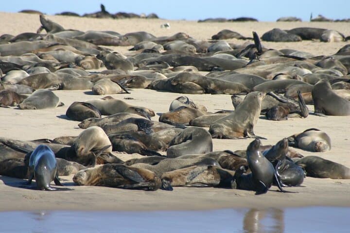 Walvis Bay Marine Dune Day: Catamaran Cruise & Sandwich Harbor Dune Drive photo 5