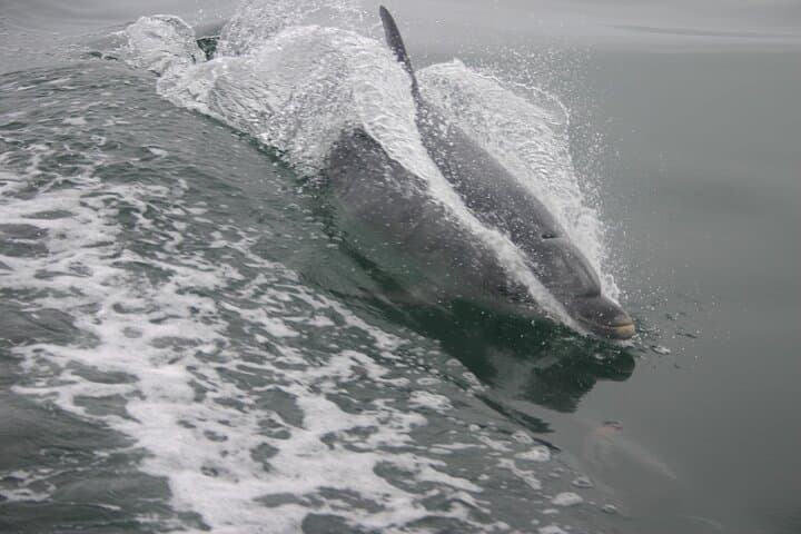 Walvis Bay Marine Dune Day: Catamaran Cruise & Sandwich Harbor Dune Drive photo 6