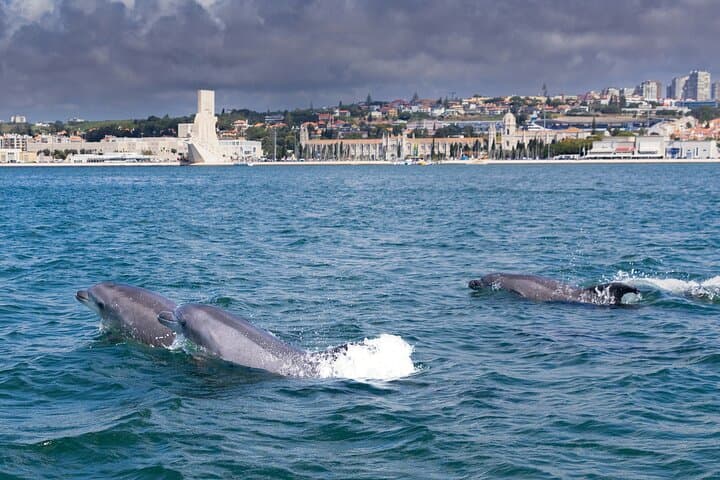 Lisbon Dolphin Watching with Marine Biologist — Small Group Tour photo 5