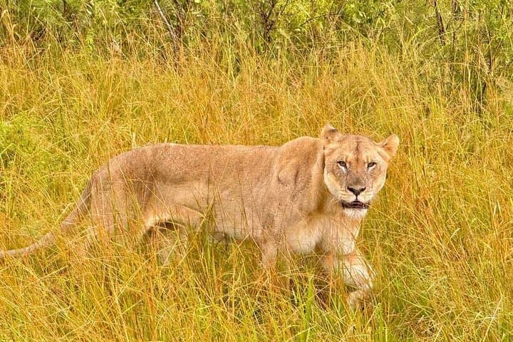 Hluhluwe-Imfolozi Park Safari: Big Five Excursion from Richards Bay
