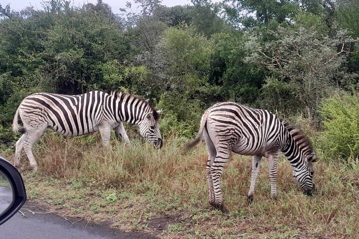 Hluhluwe-Imfolozi Park Safari: Big Five Excursion from Richards Bay photo 4