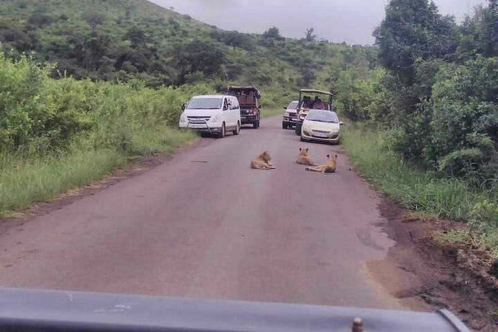 Hluhluwe-Imfolozi Park Safari: Big Five Excursion from Richards Bay photo 5
