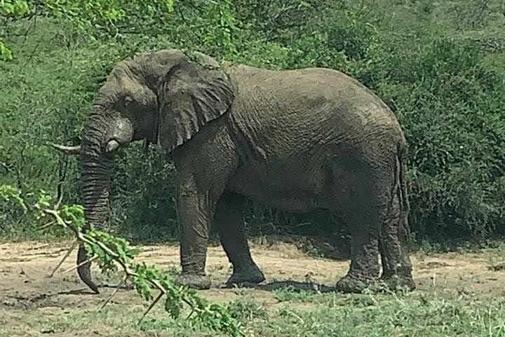 Hluhluwe-Imfolozi Park Safari: Big Five Excursion from Richards Bay photo 6