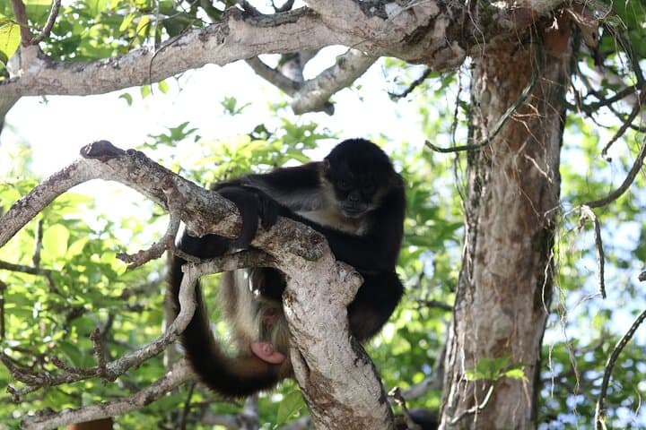 Catemaco and Los Tuxtlas Day Tour: Eyipantla Falls, Olmec Head & Lake Boat Trip