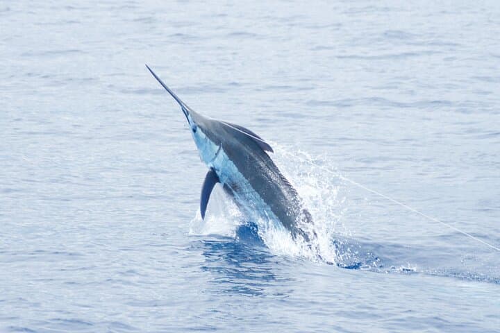 Kona Deep Sea Fishing Adventure: Reel in Trophy Catch off Hawaii’s Coast photo 2