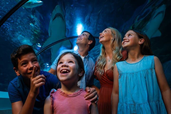 SEA LIFE Sunshine Coast Aquarium: Ocean Tunnel, Penguins & Seal Presentations photo 4