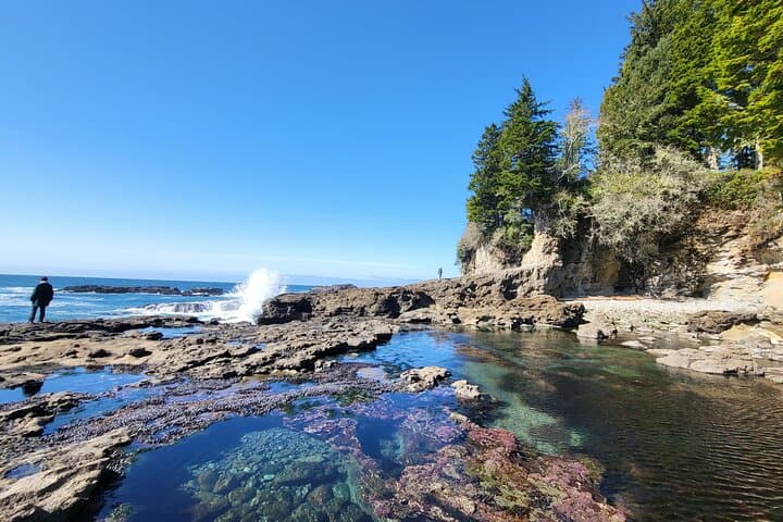 Vancouver Island 2-Day Rainforest, Beaches & Glamping Adventure