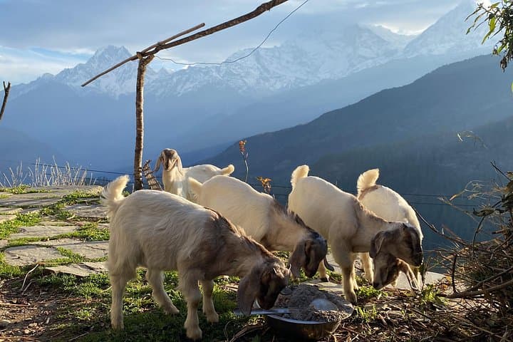 Mohare Danda Sunrise Trek: Community-Run Nangi Cultural Trek from Pokhara photo 1