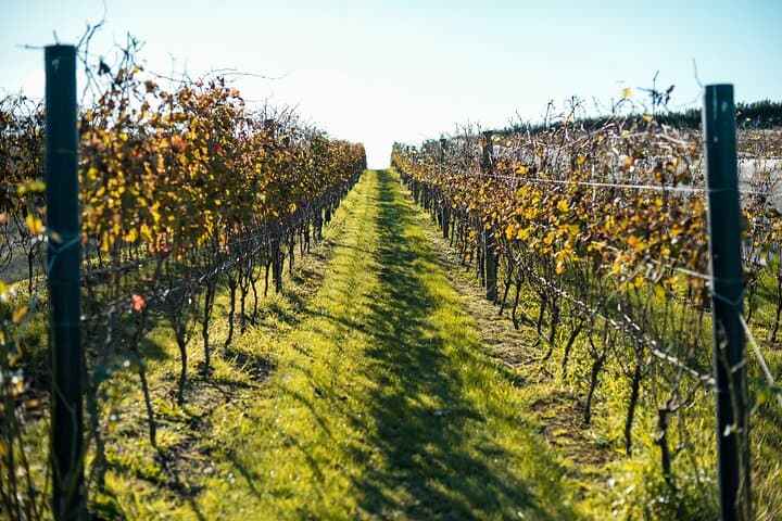 Waiheke Luxury 9-Hour Tailored Wine and Island Tour photo 6