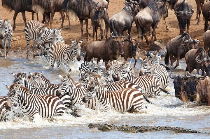 6-Day Camping Safari: Amboseli, Lake Nakuru & Masai Mara Small-Group Tour photo 2