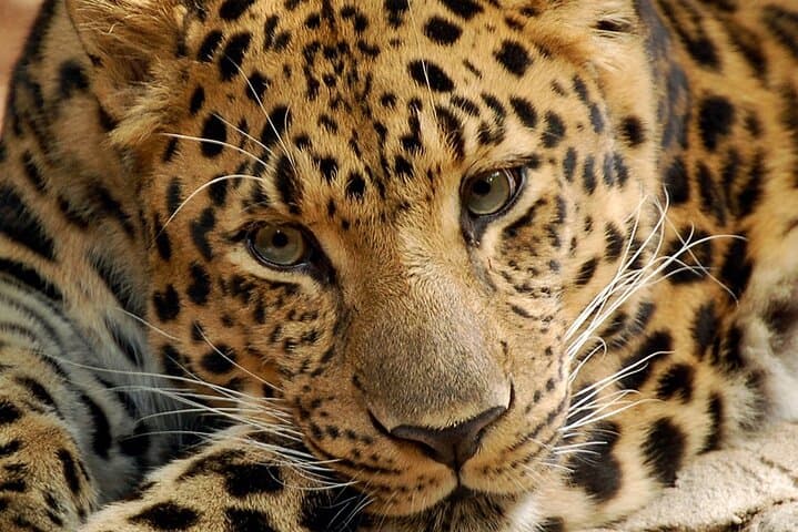 6-Day Camping Safari: Amboseli, Lake Nakuru & Masai Mara Small-Group Tour photo 3