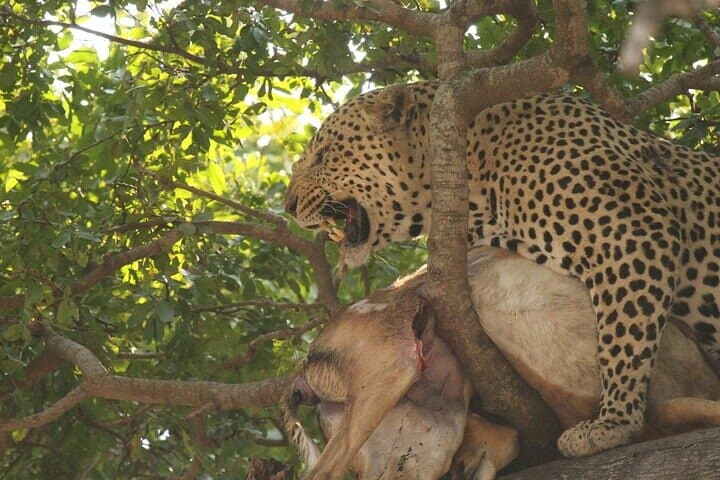 Big 5 Morning Safari in Greater Kruger: Open Vehicle Game Drive from Hoedspruit