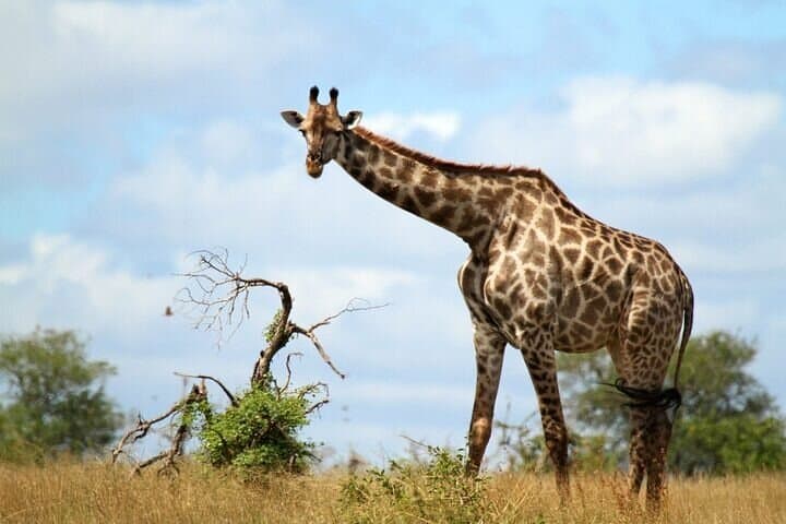 Kruger National Park Full-Day Safari from Hoedspruit — Big Five Game Drive photo 2