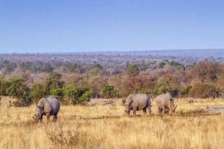 Big 5 Morning Safari in Greater Kruger: Open Vehicle Game Drive from Hoedspruit photo 2