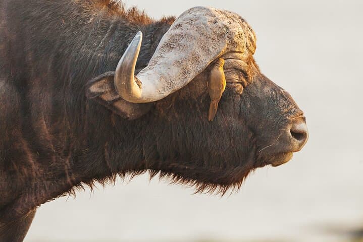 Victoria Falls to Chobe: Sunrise Safari and Sunset River Cruise