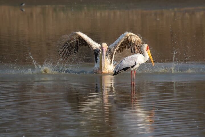 Victoria Falls to Chobe: Sunrise Safari and Sunset River Cruise photo 4