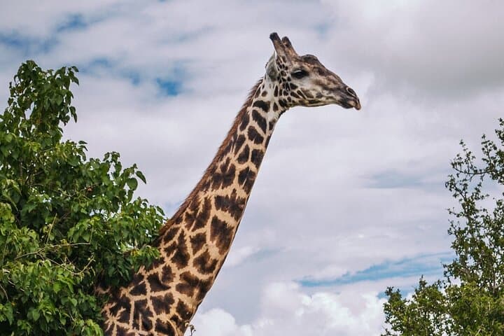 Victoria Falls to Chobe: Sunrise Safari and Sunset River Cruise photo 5