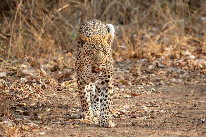 Victoria Falls to Chobe: Sunrise Safari and Sunset River Cruise photo 6