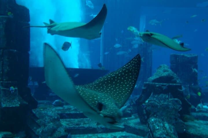 Aquaventure Waterpark & Lost Chambers Aquarium at Atlantis The Palm, Dubai photo 4