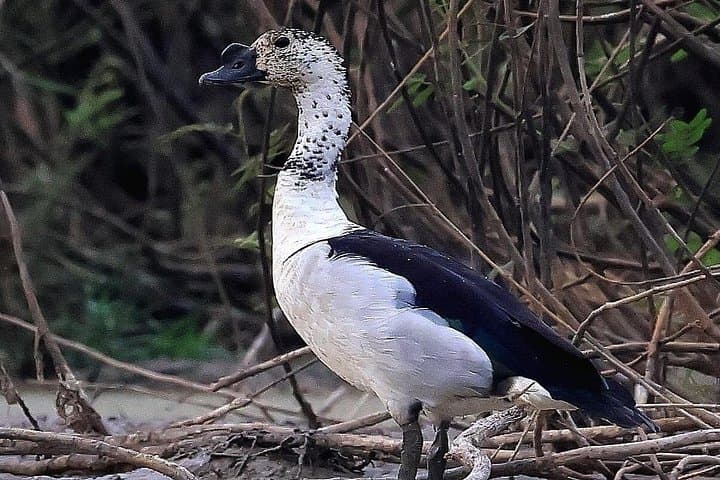 Bird Watching at Boeng Pearaing: Private Wetland Boat Tour from Siem Reap photo 3