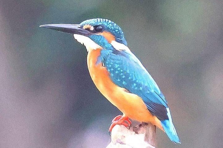 Bird Watching at Boeng Pearaing: Private Wetland Boat Tour from Siem Reap photo 1