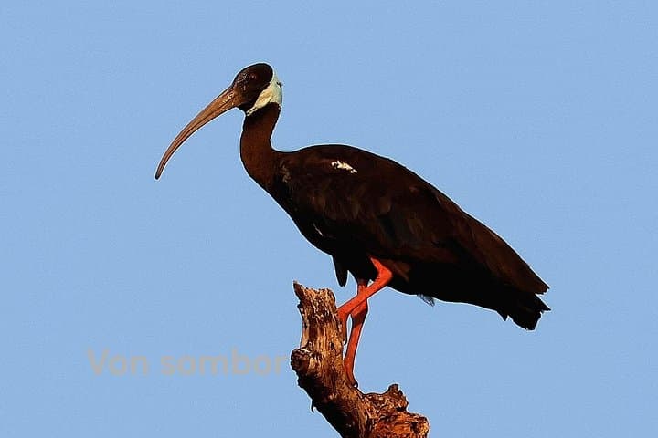 Bird Watching at Boeng Pearaing: Private Wetland Boat Tour from Siem Reap photo 2