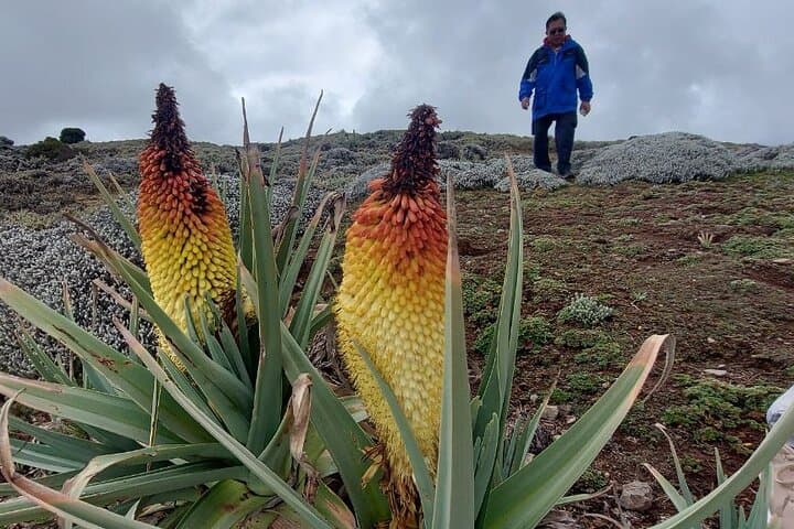 Bale Mountains 3-Day Scenic Driving Tour: Sanetti Plateau, Harenna Forest & Wildlife Camping photo 3