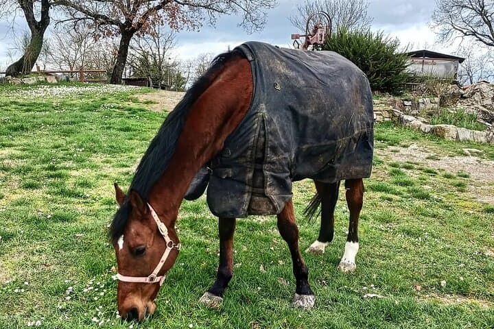Horseback and Wine in Tuscany: Full-Day Ride to Dievole and Chianti Tasting photo 2