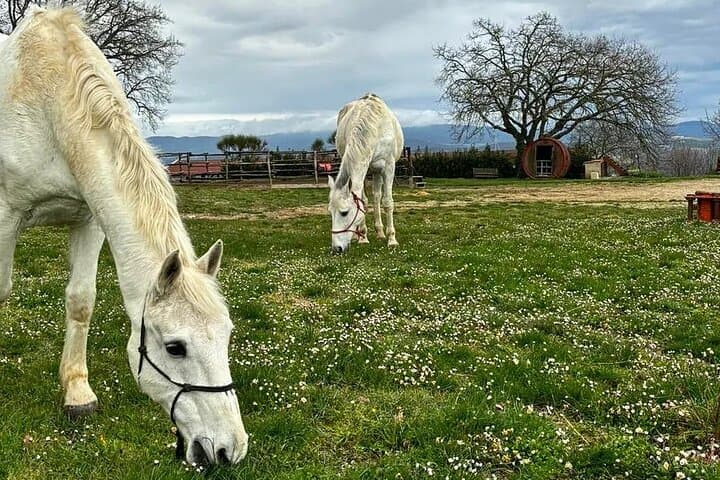 Horseback and Wine in Tuscany: Full-Day Ride to Dievole and Chianti Tasting photo 3