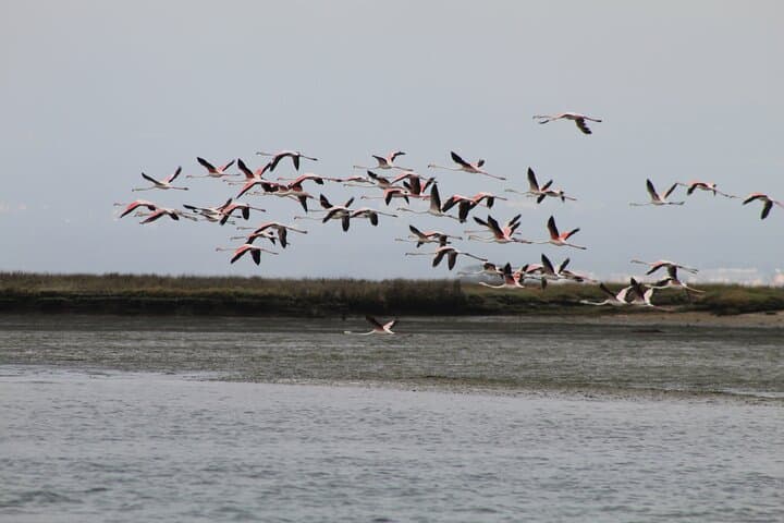 Moliceiro Boat Trip and Bivalve Harvesting in Ria de Aveiro photo 6