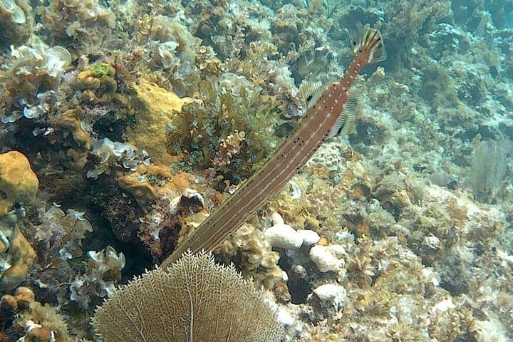 Negril Guided Snorkeling: Reef, Shipwreck Anchor & Cannon Adventure photo 2