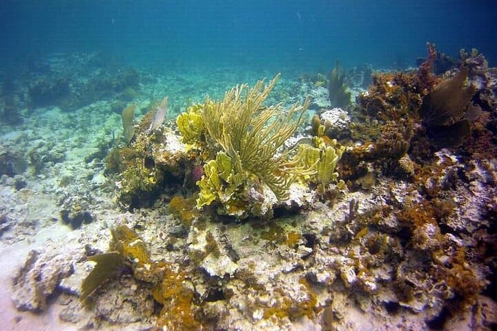 Negril Guided Snorkeling: Reef, Shipwreck Anchor & Cannon Adventure photo 6